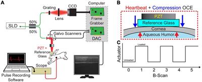 Multimodal Heartbeat and Compression Optical Coherence Elastography for Mapping Corneal Biomechanics